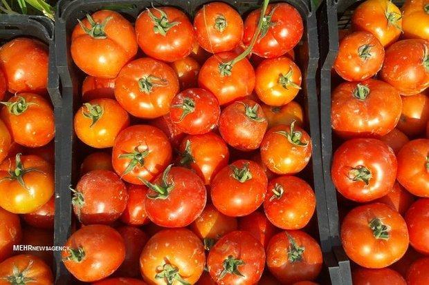 آمادگی برای عرضه مستقیم گوجه فرنگی در میادین میوه و تره بار آمادگی برای عرضه مستقیم گوجه فرنگی در میادین میوه و تره بار