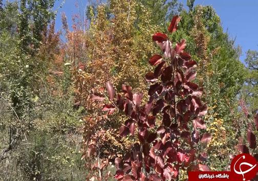 ثبت خاطرات خوش با سفر پاییزی به مازندران