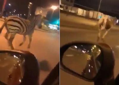 شگفتی شهروندان با دیدن حیوانات سیرک در خیابان!