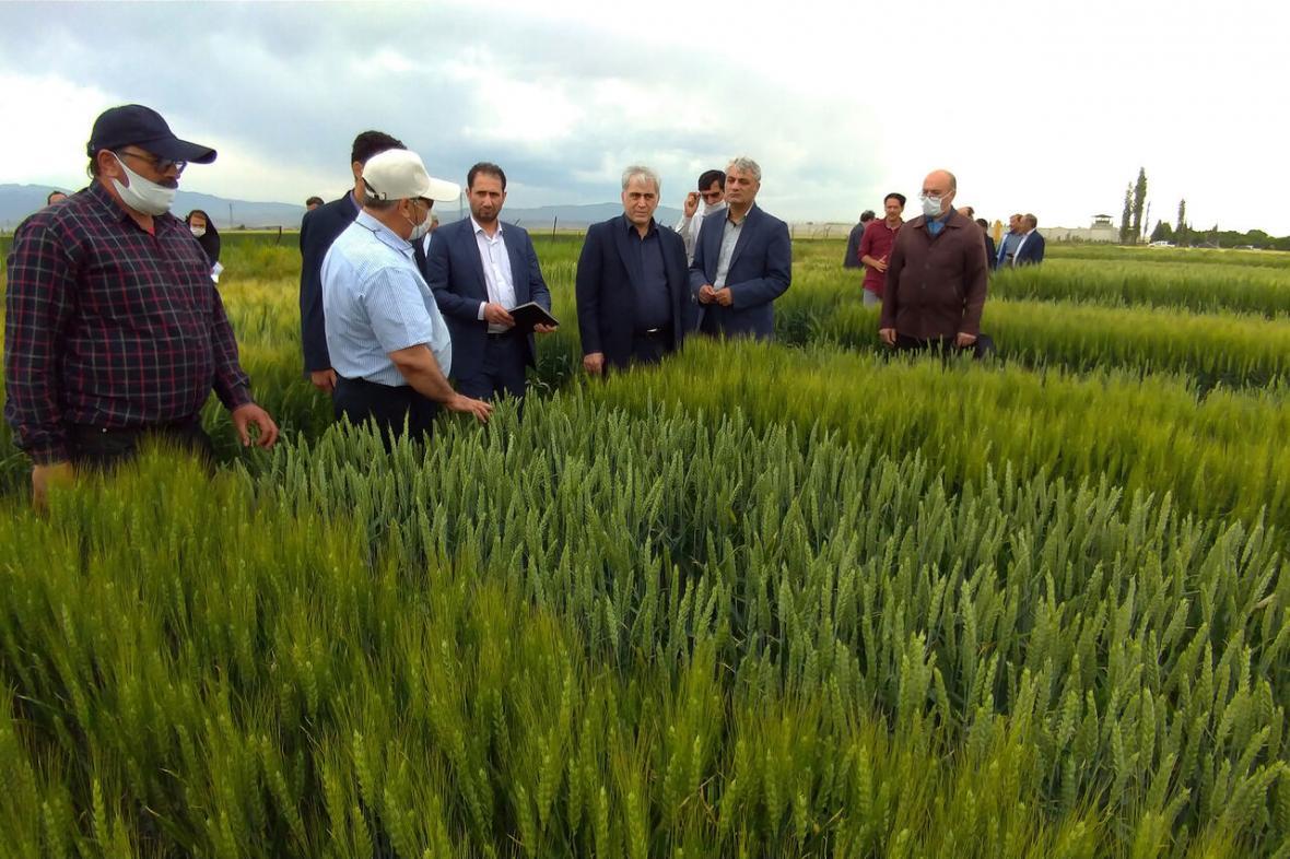 خبرنگاران معاون وزیر جهاد کشاورزی: امسال 6 میلیارد دلار خبرنگاران معاون وزیر جهاد کشاورزی: سال جاری 6 میلیارد دلار محصول و نهاده کشاورزی وارد می گردد