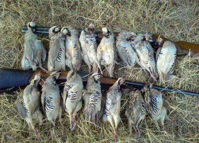 دستگیری دو شکارچی متخلف ، کشف لاشه 168 قطعه پرنده وحشی چنگر در فریدونکنار