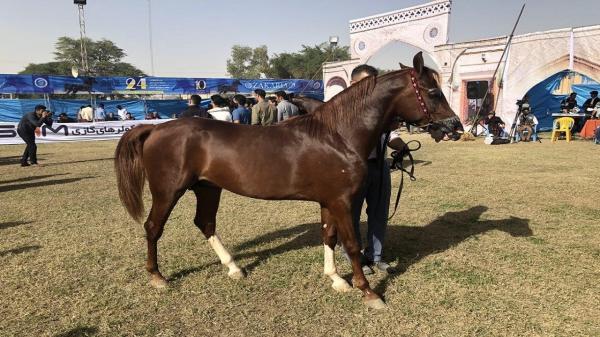 یزد، میزبان سی و دومین مسابقات زیبایی اسب اصیل عرب