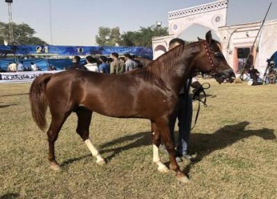 یزد، میزبان سی و دومین مسابقات زیبایی اسب اصیل عرب