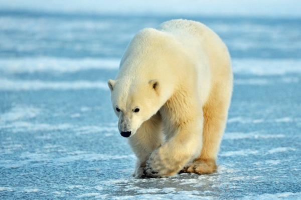سفر برفی به قلمرو خرس های قطبی: دیدار از چرچیل کانادا