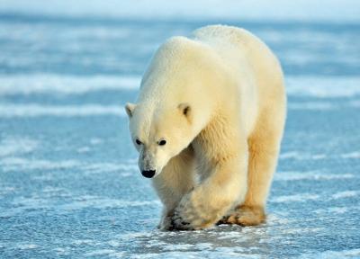 سفر برفی به قلمرو خرس های قطبی: دیدار از چرچیل کانادا